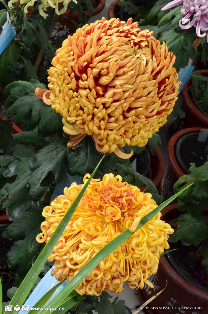 菊花
