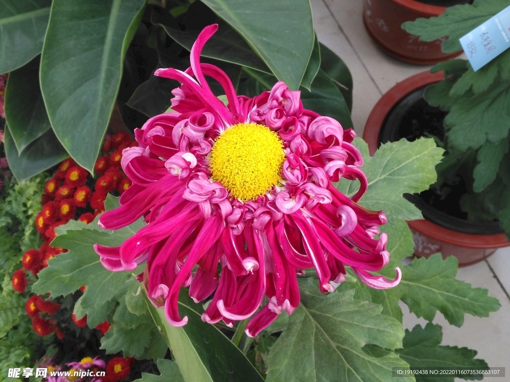 菊花 