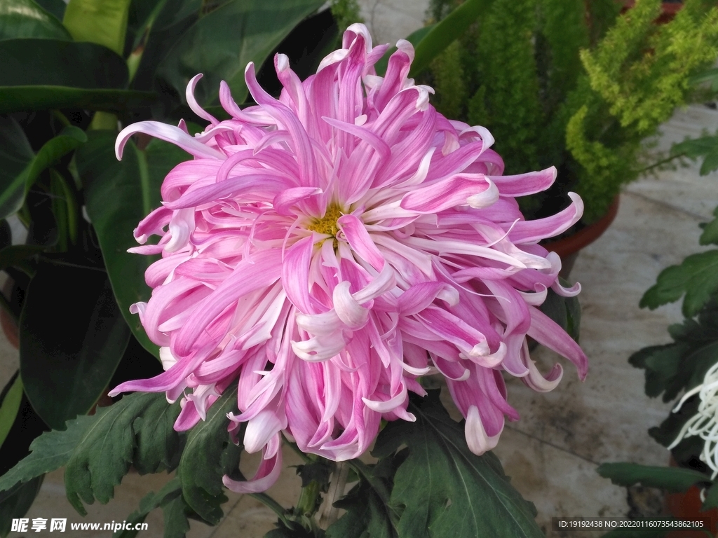 菊花