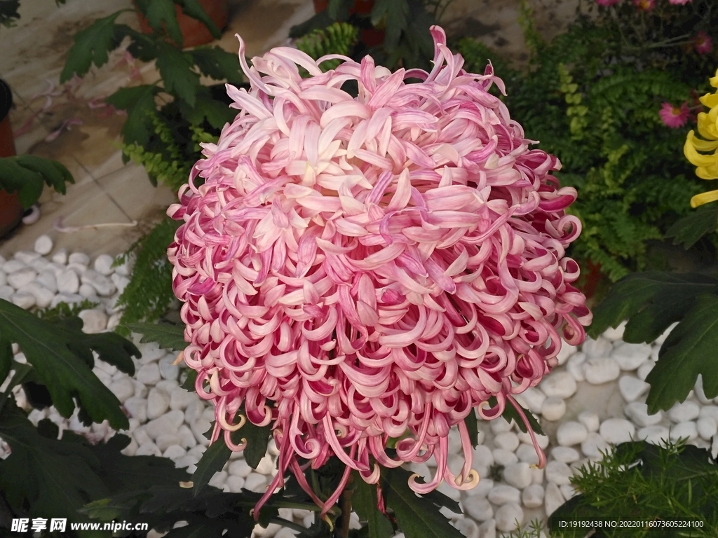 菊花 