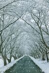 雪景