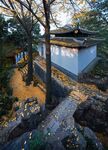 银杏树