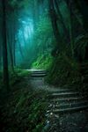 森林小路
