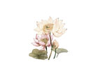 莲花