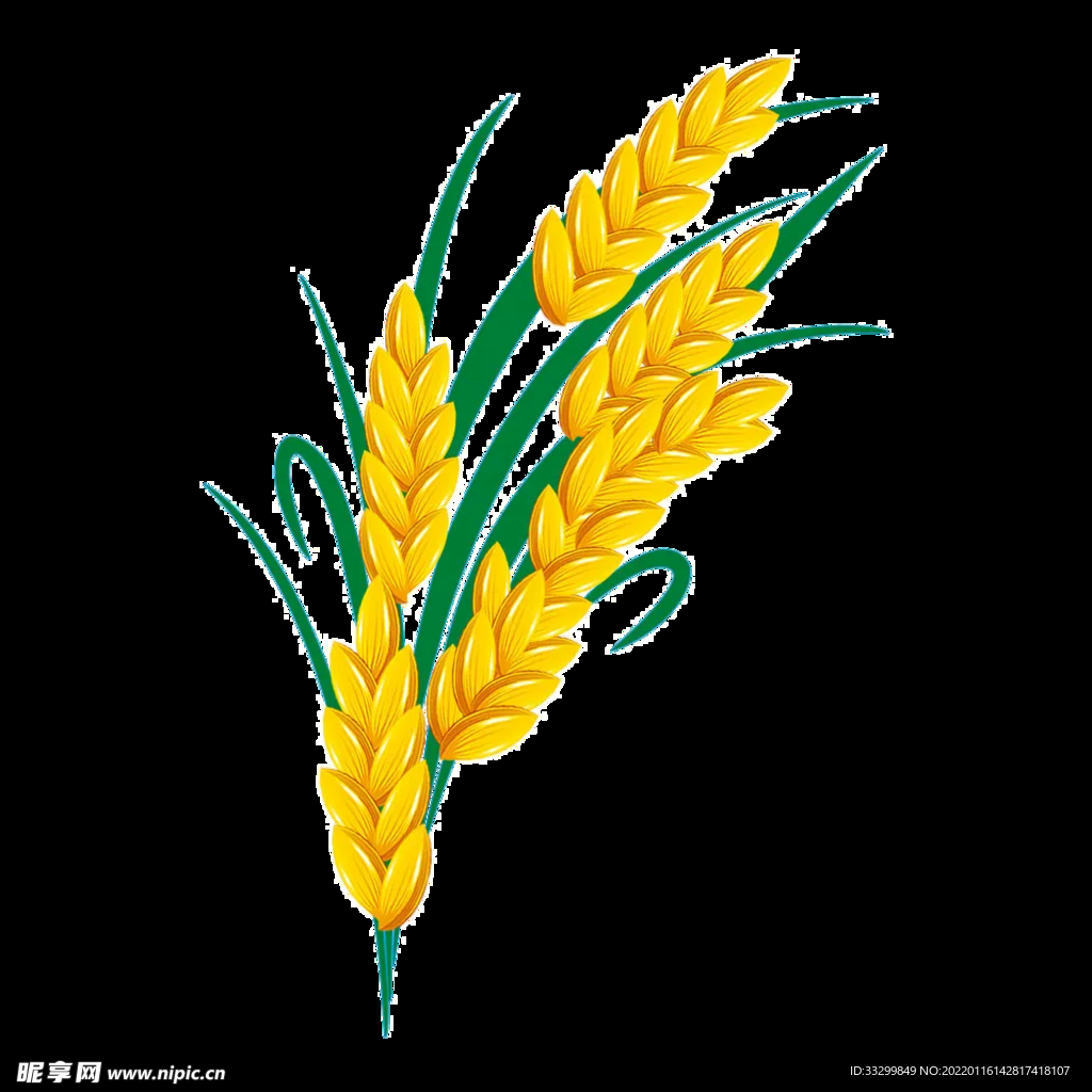 麦穗