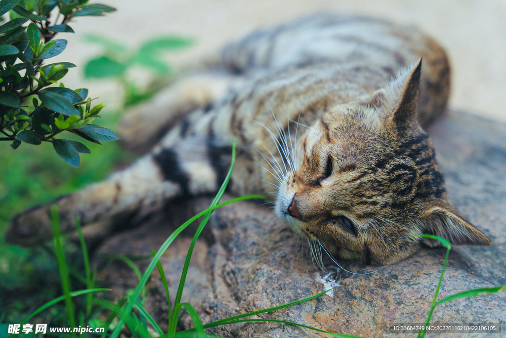 小猫咪 小可爱 喵星人