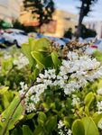 蜜蜂采蜜