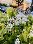 蜜蜂采蜜