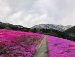 昆嵛山花海