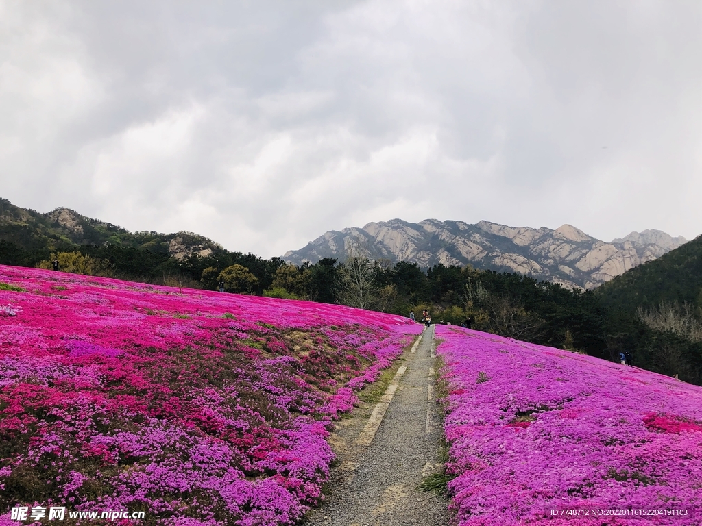 昆嵛山花海