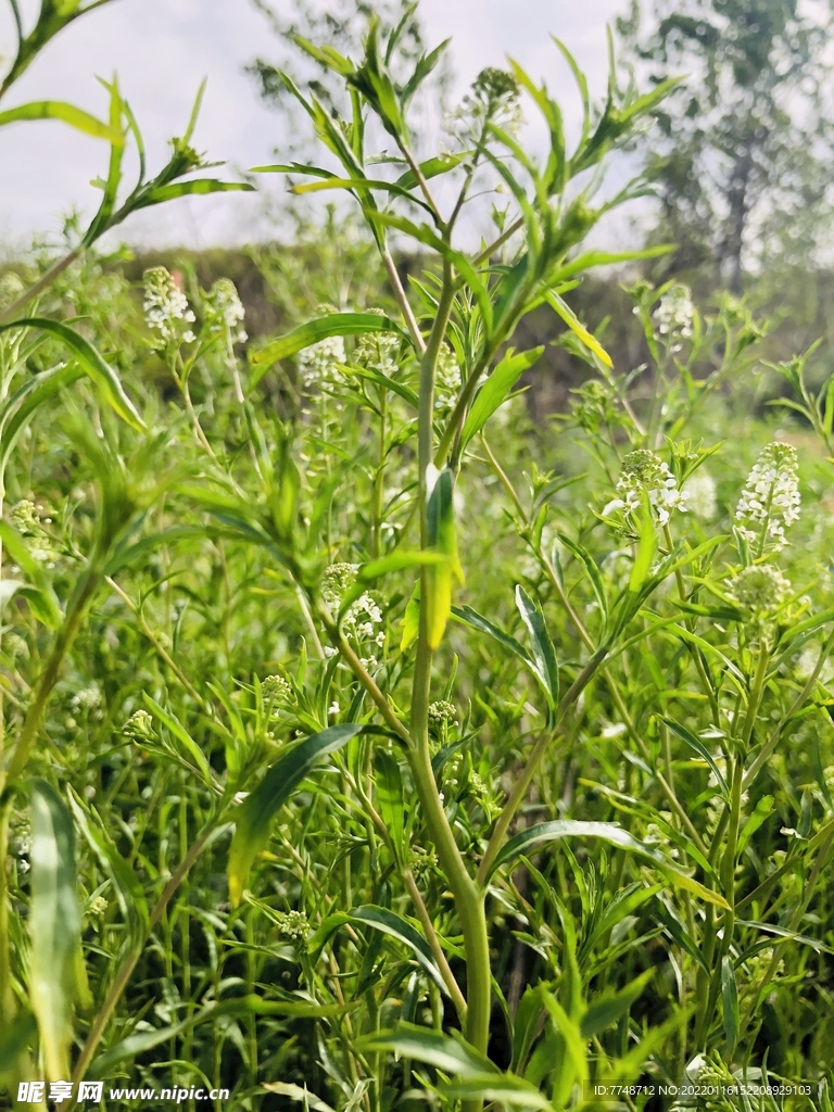 荠菜花