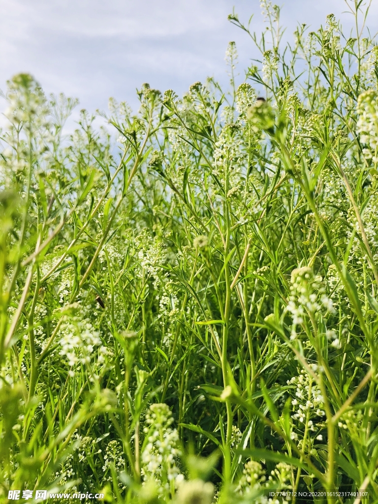 荠菜花