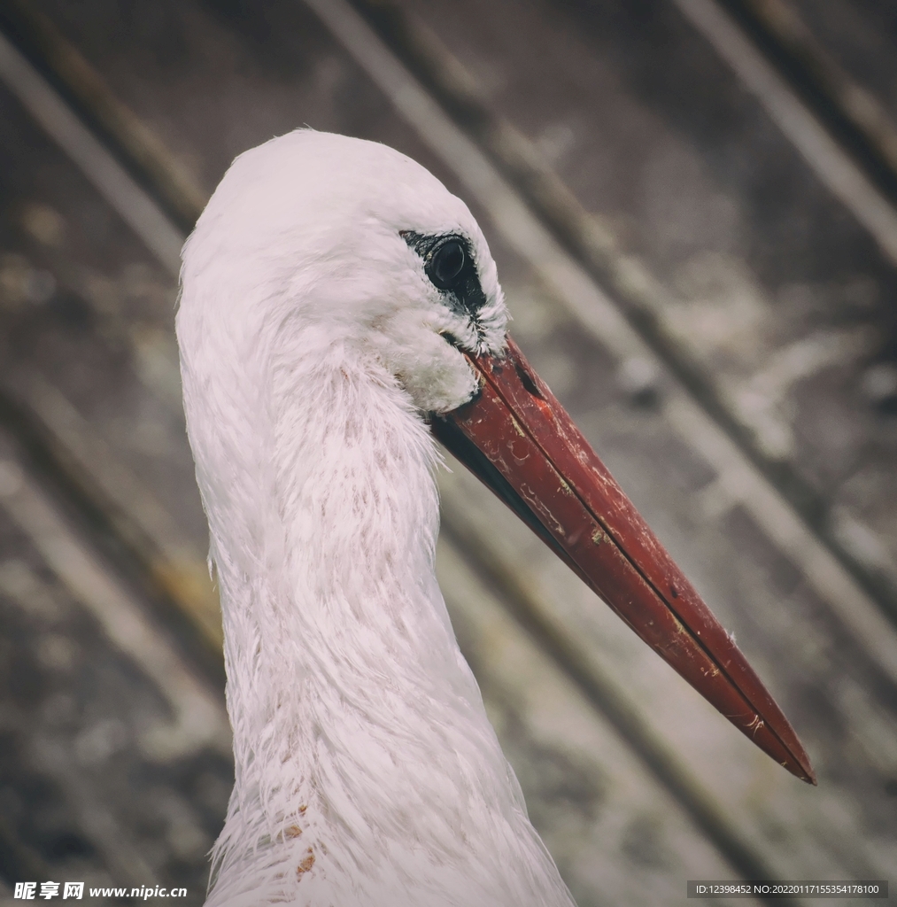 白鹳鸟