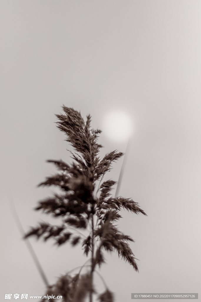 野草