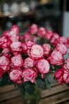 月季花