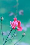 月季花