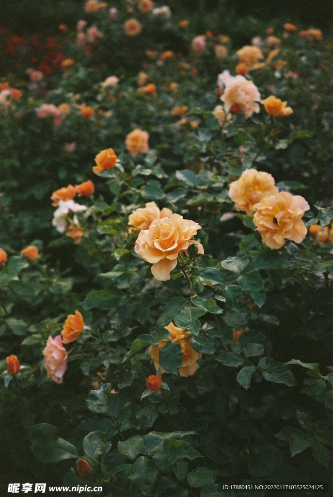 月季花