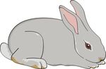 矢量兔子 可爱卡通兔子 