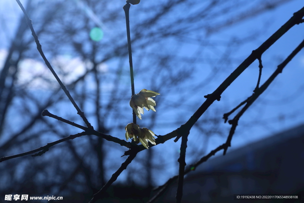 蜡梅 