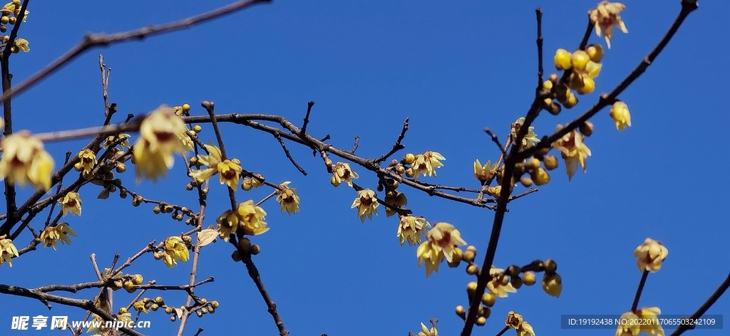 蜡梅 