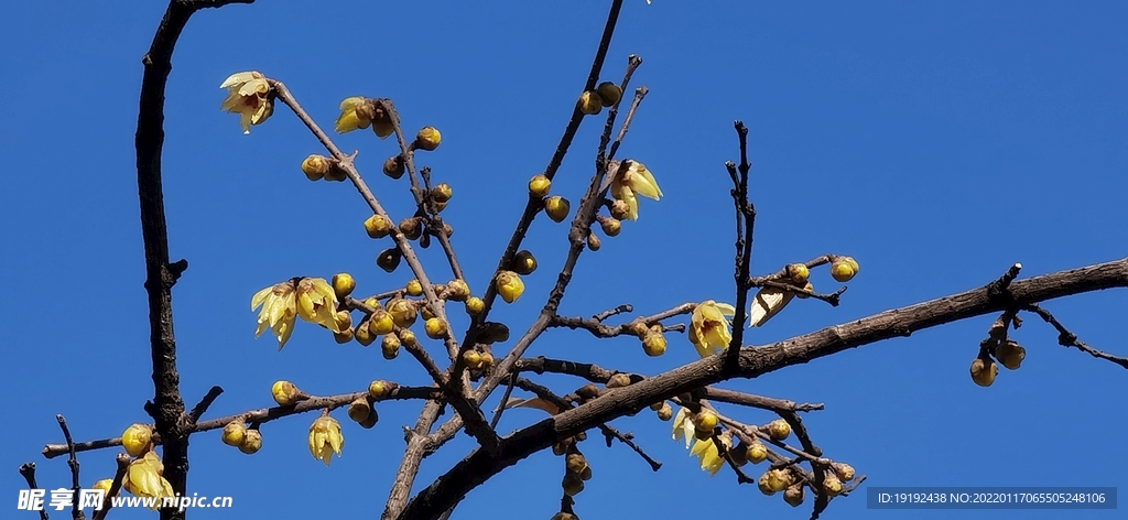 蜡梅