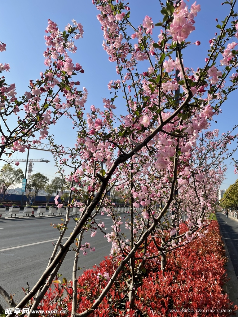 粉色花季花粉