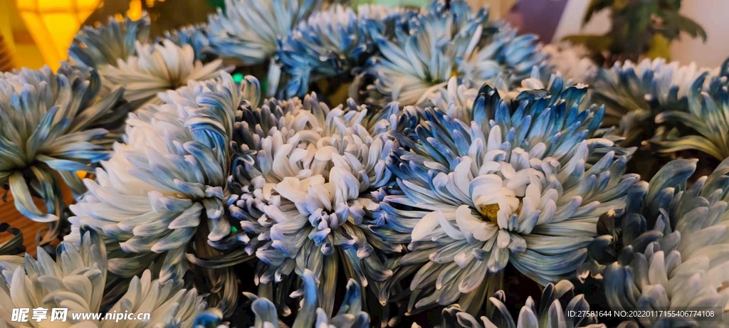 蓝色绣菊