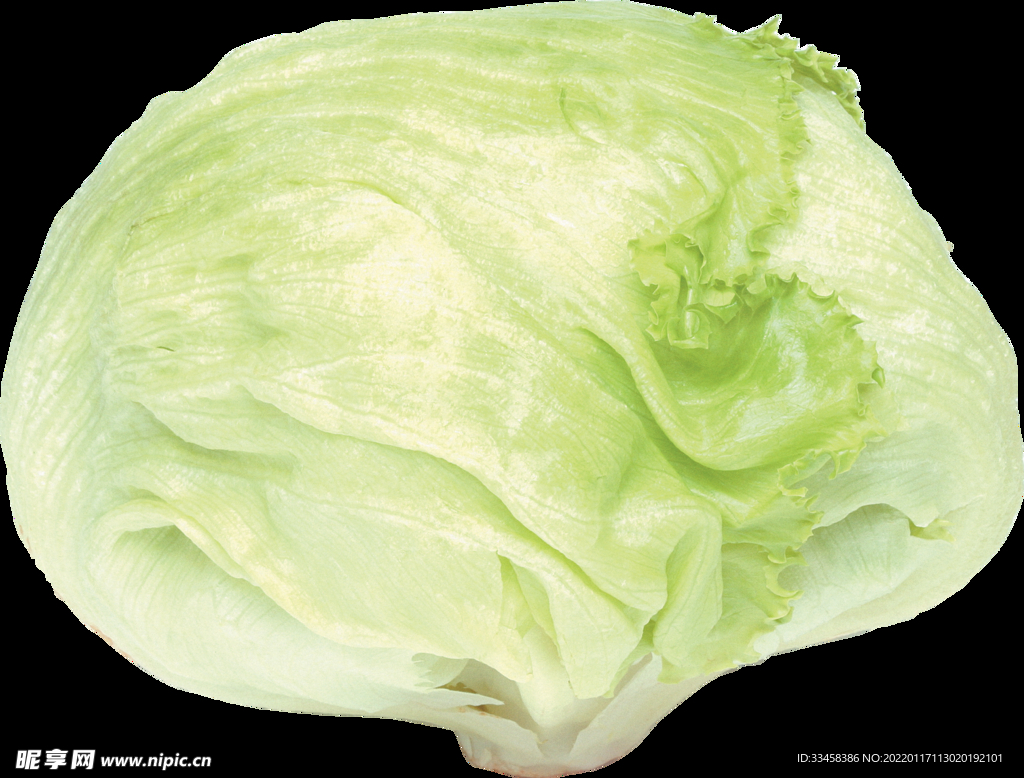 卷心菜