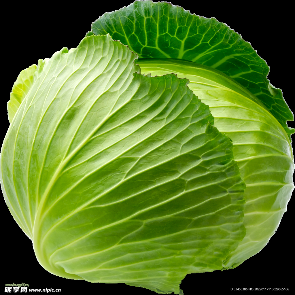 卷心菜