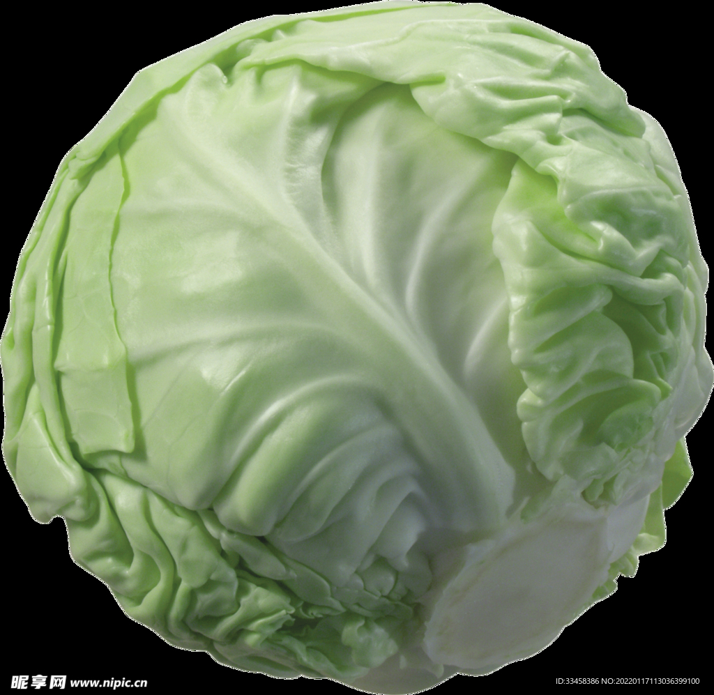 卷心菜