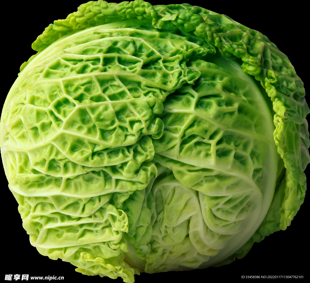 卷心菜