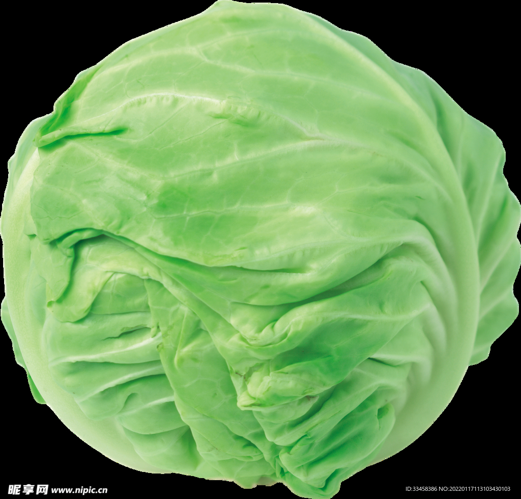 卷心菜