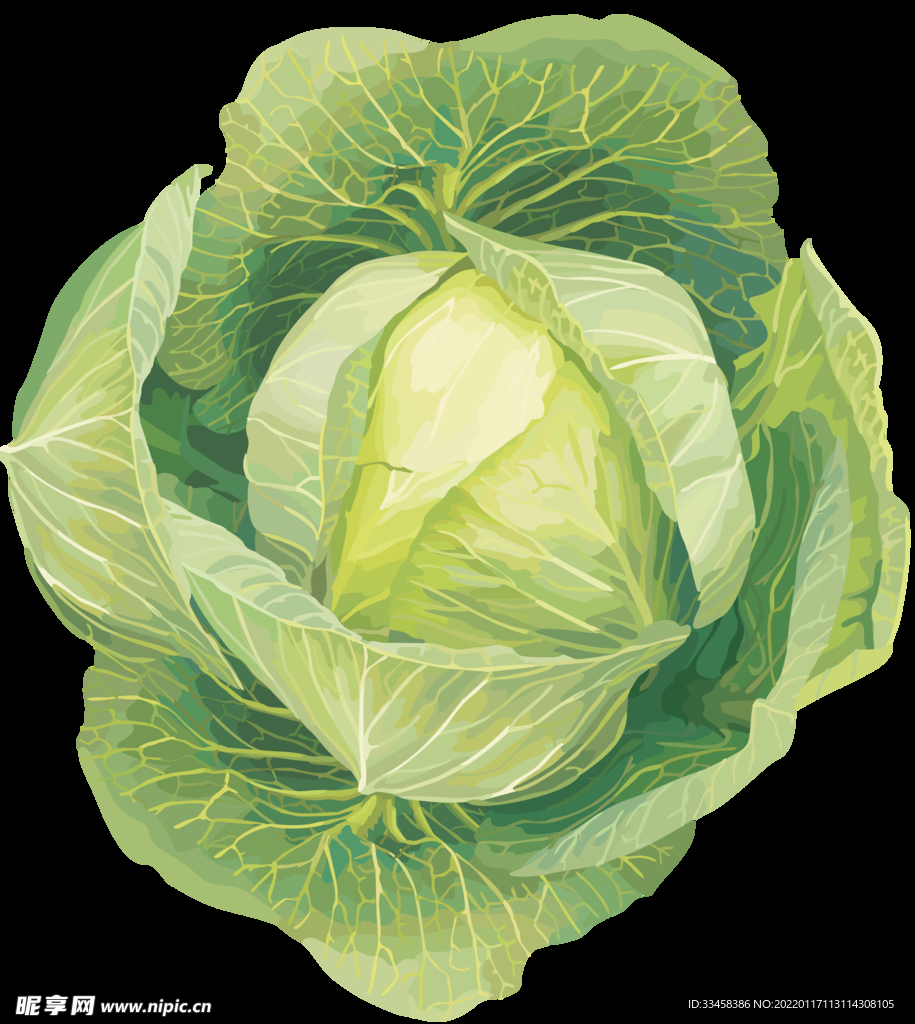 卷心菜