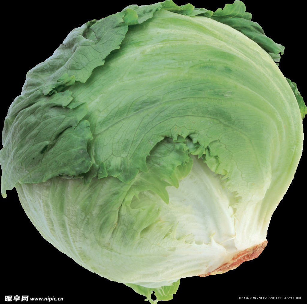 卷心菜