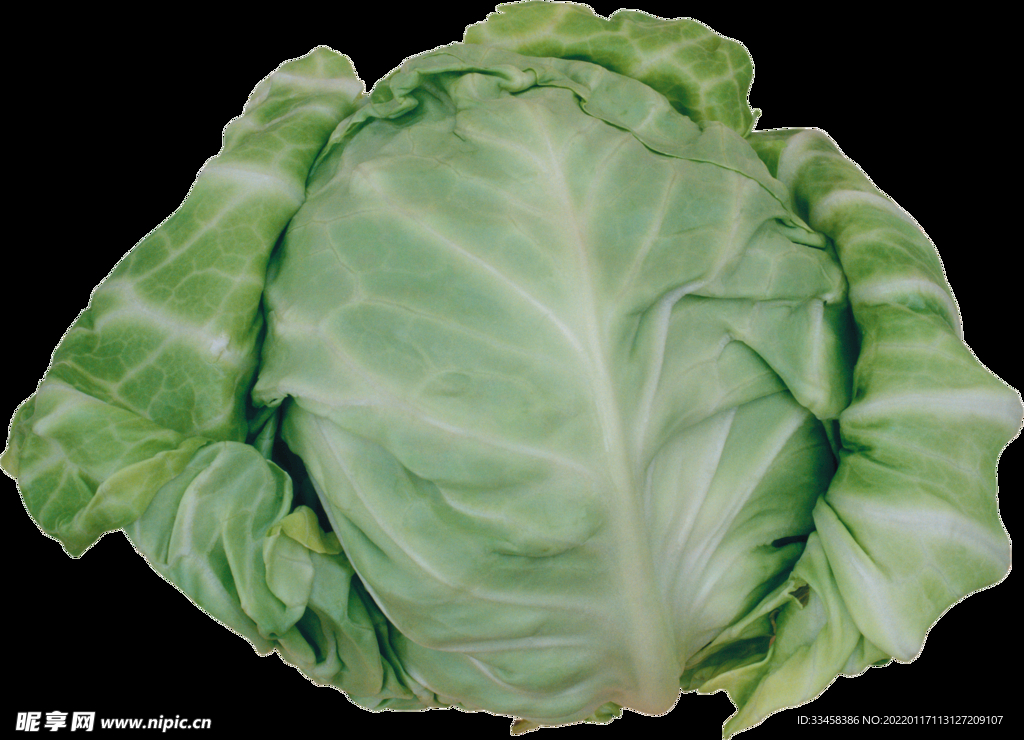 卷心菜