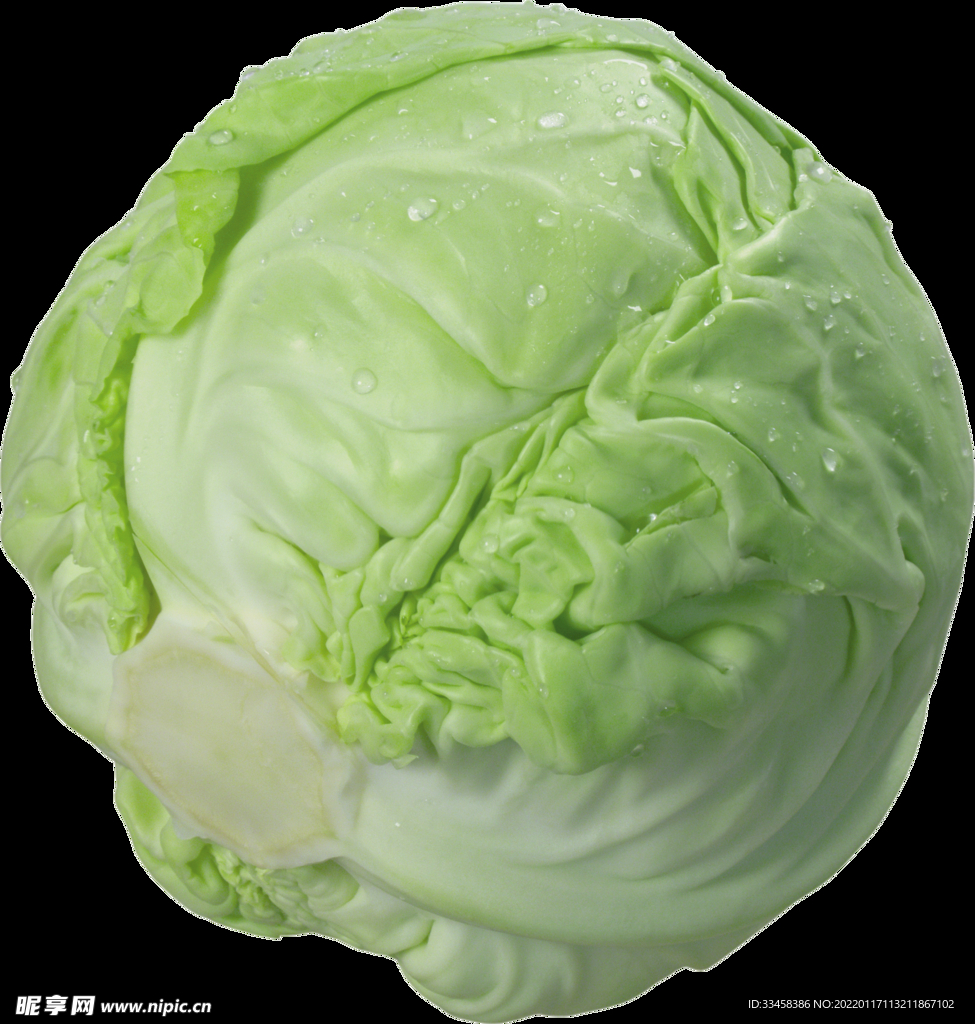 卷心菜