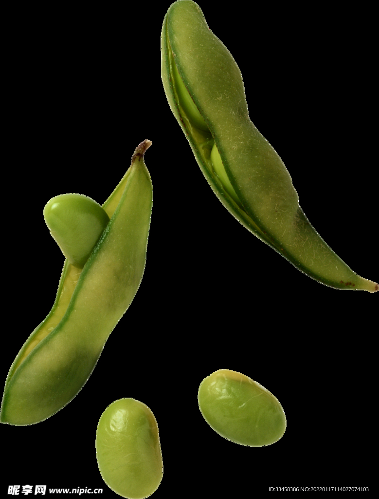 四季豆 