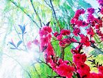 桃花  阳光  