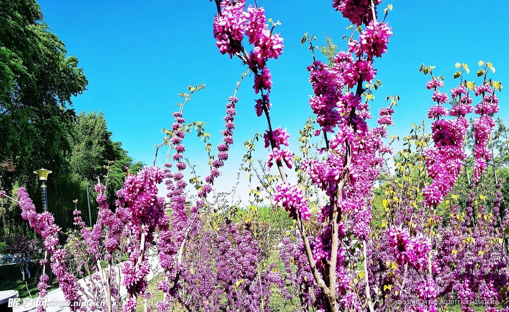 花朵公园 