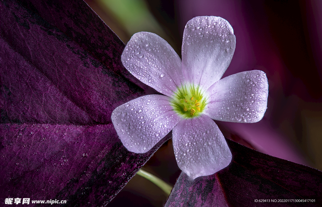 紫色三叶草花