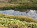 河边水草