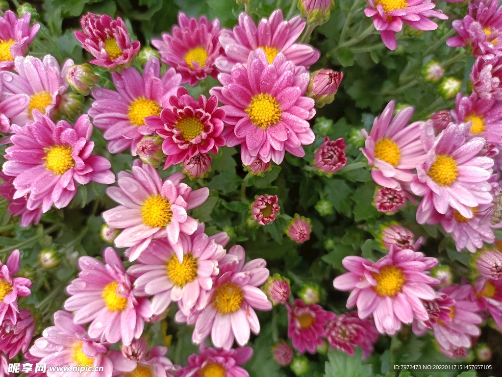 菊花