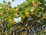 桂花