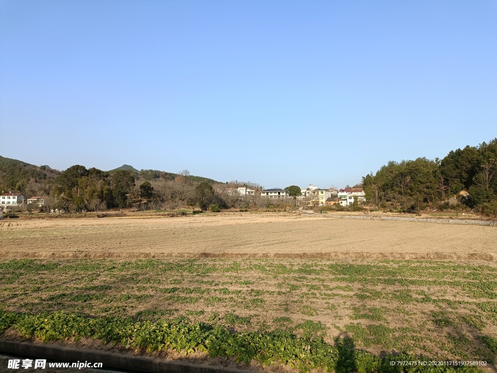 田野