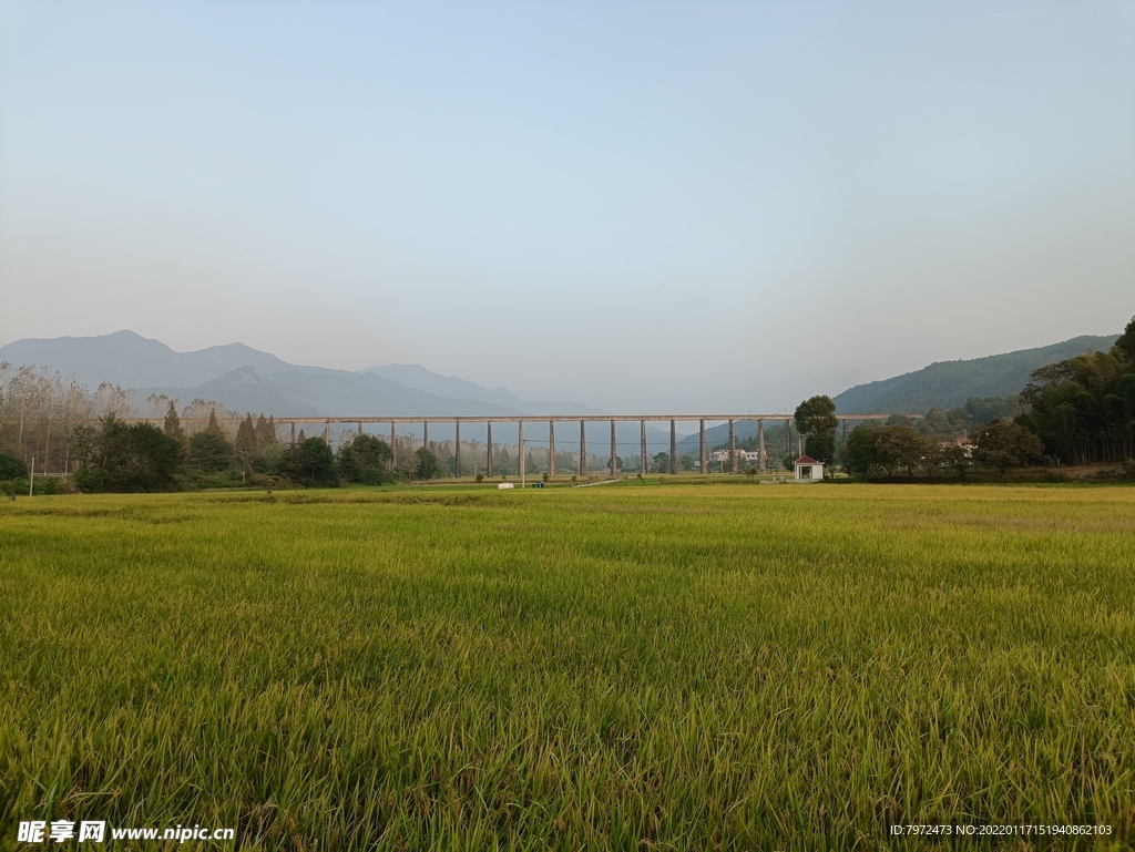 田野