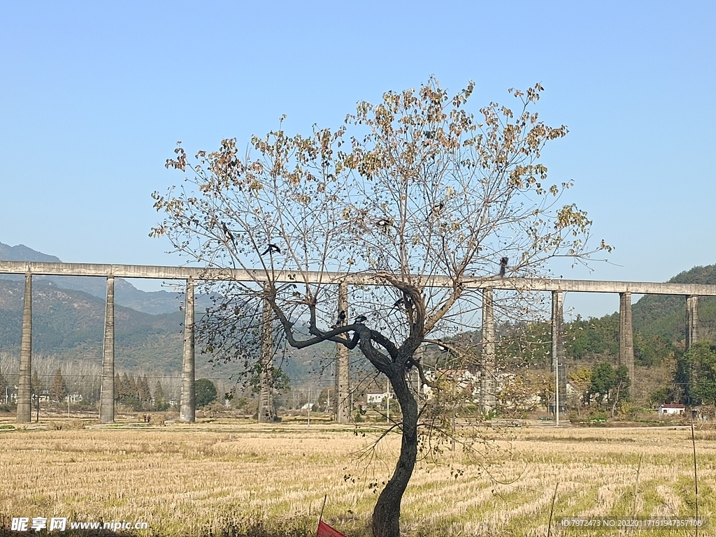 冬天的田野