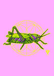 昆虫插画