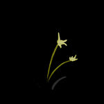 水墨兰花PNG 