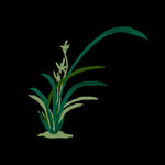 水墨兰花PNG  