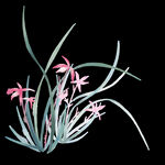 水墨兰花PNG 